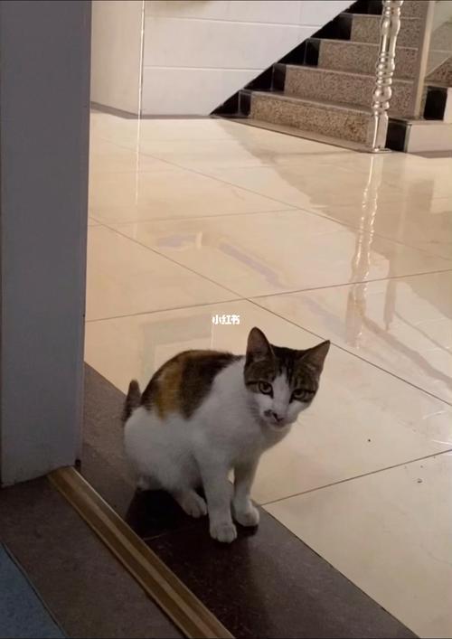 猫在门口叫是什么意思
