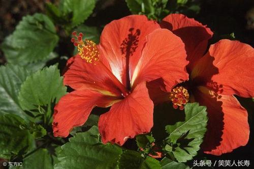 飞黄腾达花怎么养