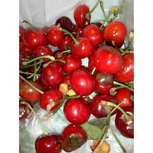 为什么樱桃容易坏