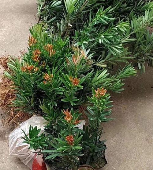 贵妃罗汉松耐冻吗
