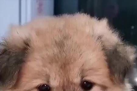 一个南一个犬是啥