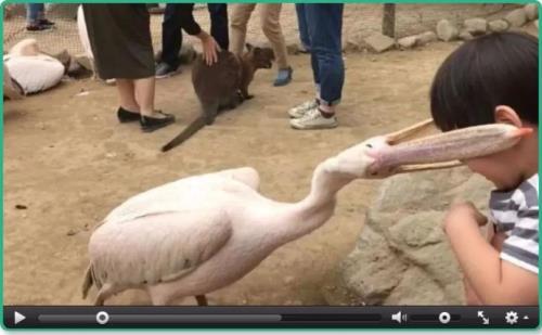鹈鹕吞人侦探能验出来吗