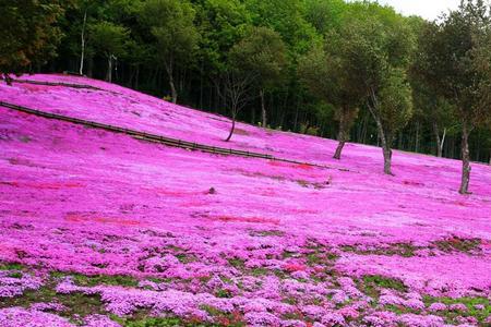 芝樱种植成本一亩多少