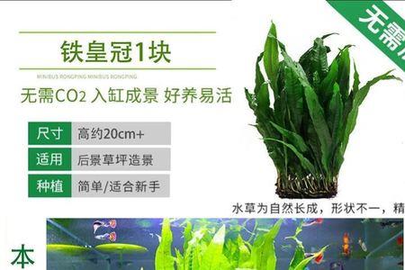 绿九冠水草怎么养