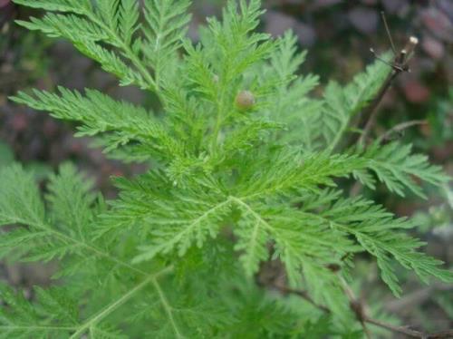 苦蒿的生长季节
