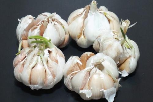 大蒜种植需泡多久