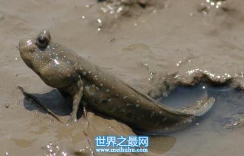 跳跳鱼用什么网捕捉