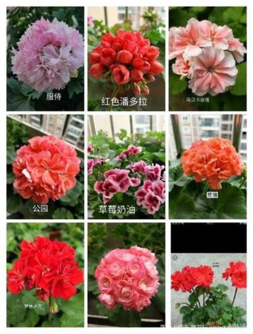 天竺葵最好看的品种