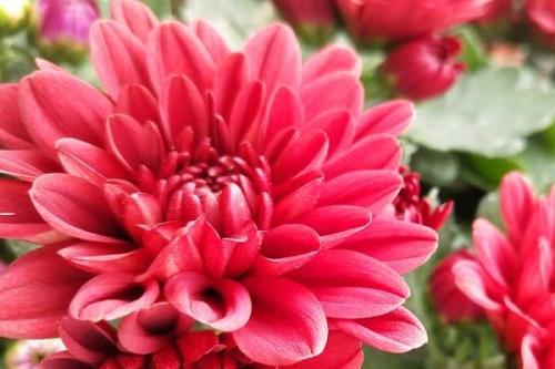 什么花强什么花弱