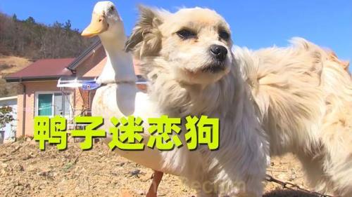 鸭子和狗有什么关系