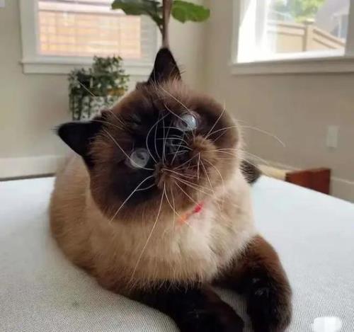 猫胡子剪了有什么后果