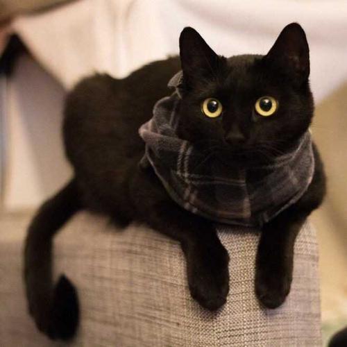 中华田园黑猫最大能长多大