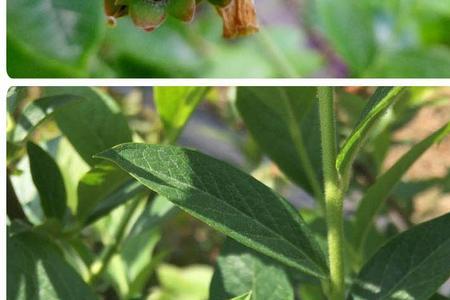 蓝莓种植方法全过程
