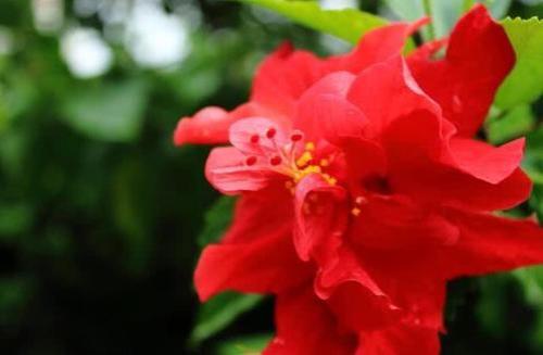 95花是什么意思