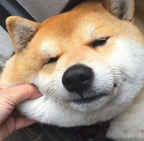 柴犬换牙和爆脸哪个先