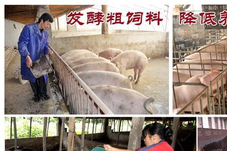 死猪可以拿来喂猪吗