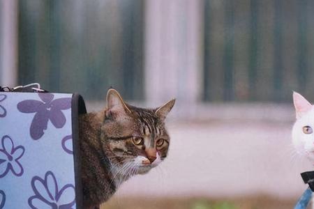 陌生的猫主动接近你要注意
