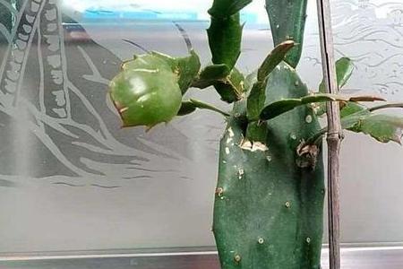 昙花主干能嫁接蟹爪兰吗
