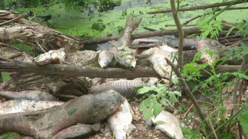 42亩的鱼塘能养生鱼吗