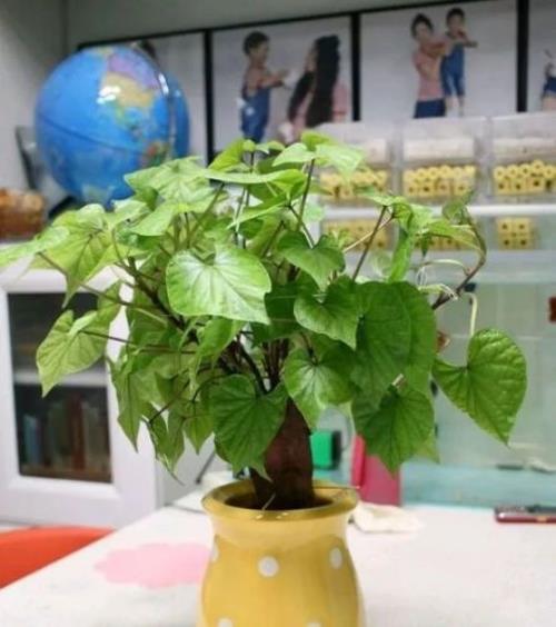 盆栽白薯的养殖方法