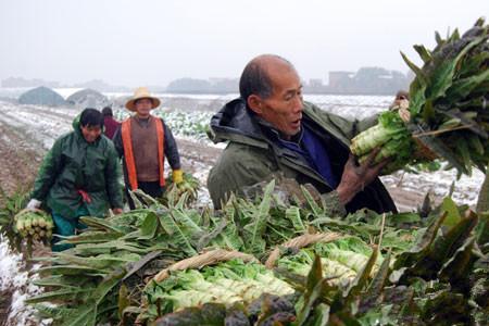 莴笋种植后多少天采收