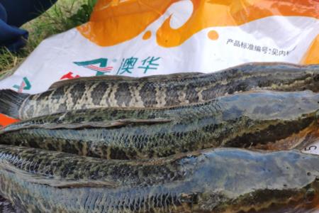 冬天生鱼几天腐烂