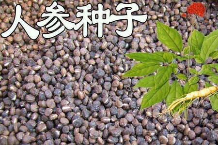人参种子和西洋参种子的区别