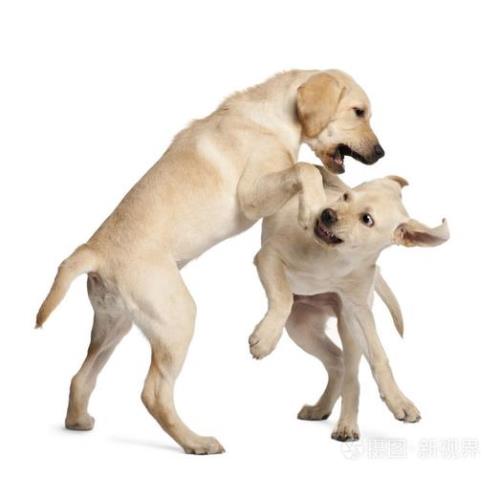 拉布拉多犬的体型