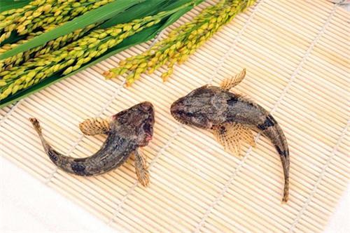 石鳞鱼的养殖方法