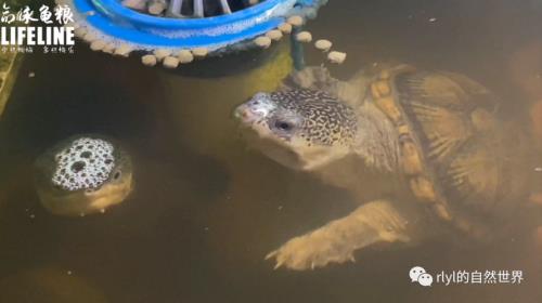 蛋龟会咬龙鱼吗