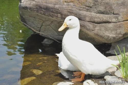 怎么驯服鸭子