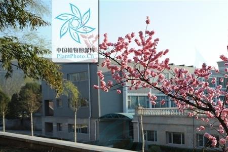 东北杏梅学名是什么