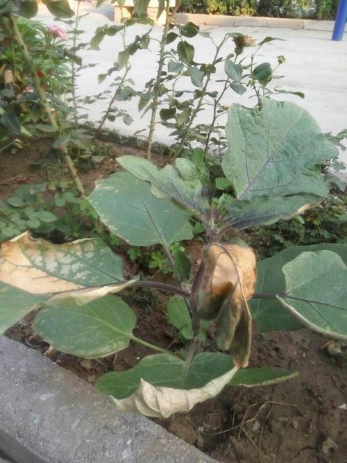 茄子叶子发脆是什么原因