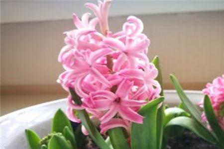 风信子花期