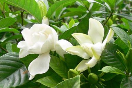桅花是什么意思