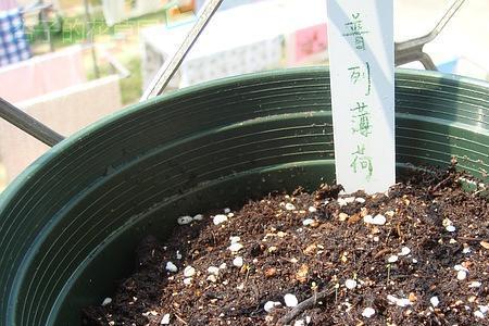 薄荷种子发芽后怎样移栽