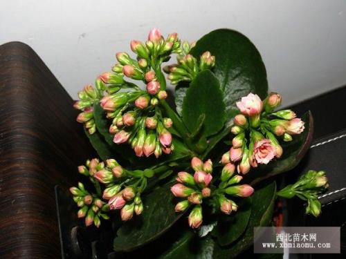 比较出名的长寿花