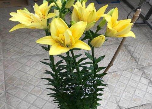 香水百合的生长过程