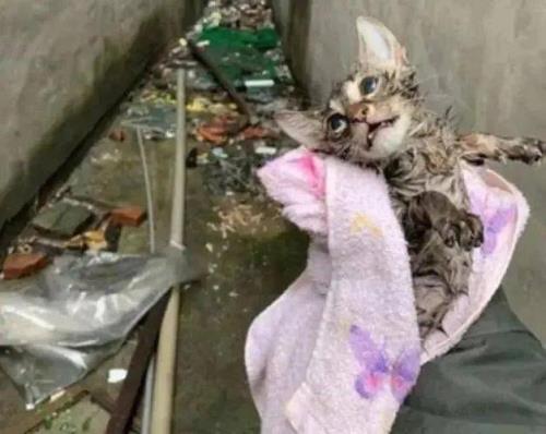 猫咪为什么总是盯着下水道