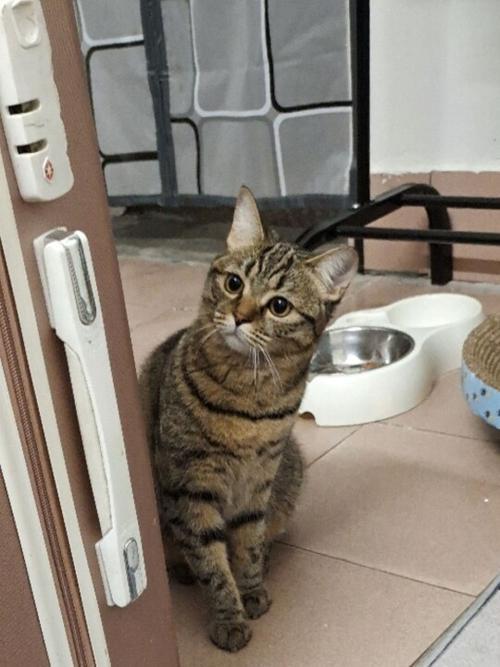 虎斑像狸花猫怎么回事
