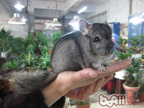 龙猫最多能长多大