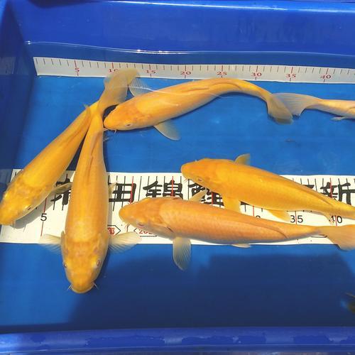芥子锦鲤在北方好过冬吗