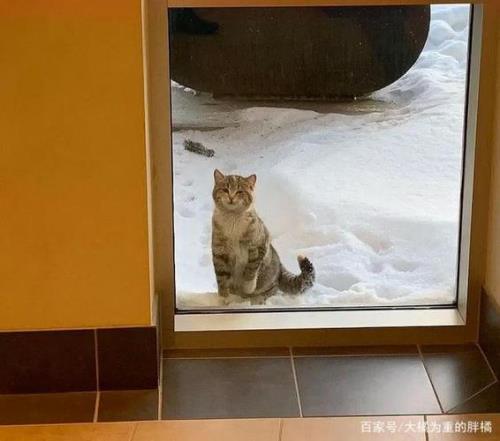 猫咪一直在门外叫要不要开门