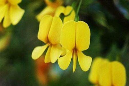 夏季修剪金雀会发新芽吗