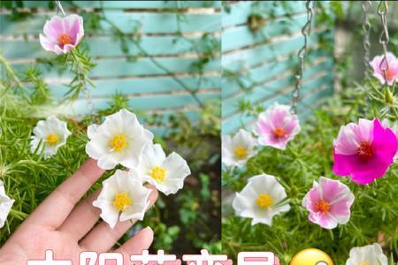四季梅和水梅是一个花吗