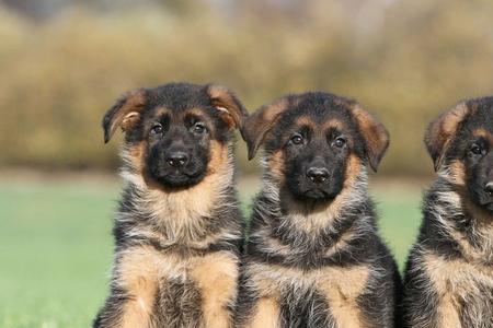 德牧幼犬出生体重标准