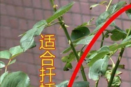 月季花的果子多大可以种植