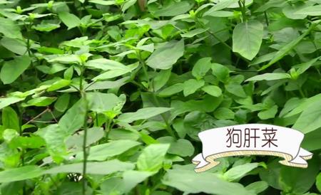 九干菜几月开花