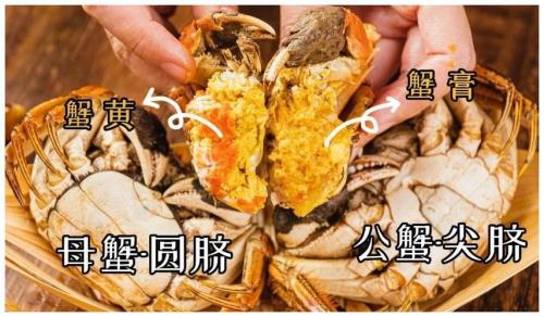 螃蟹圆脐和尖脐哪个好