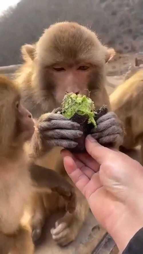 什么动物味觉最差